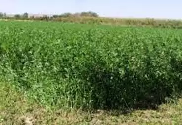 عقارات للبيع