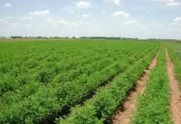 عقارات للبيع