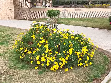 Properties For rent - 2 rooms - floor 1