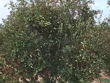 Land For sale in Al Sawhel St., Fayed, 21000 sqm