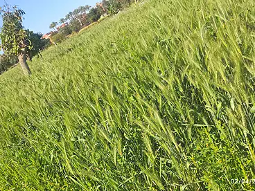 Land For sale in Abu Sweer, Ismailia, 700 sqm
