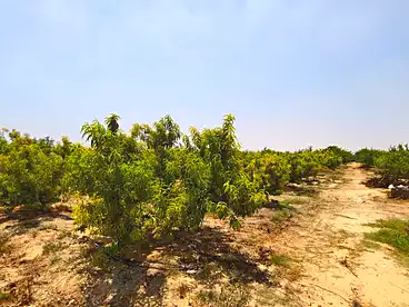 Farm For sale in El Yasha Village, New Nubariya, 21000 sqm