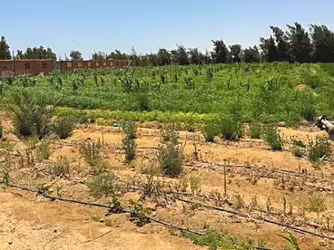 Land For sale in Tamiyyah City, Tamiya, 42000 sqm