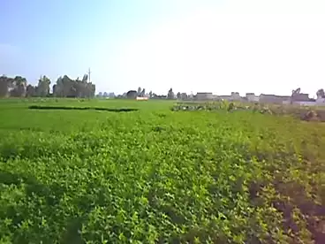 Land For sale in Ketaa Gharb El Nobareyah, Abu El Matamir, 273000 sqm
