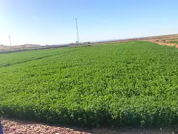 أرض زراعية للبيع في الفرافرة، الوادي الجديد، 120 متر