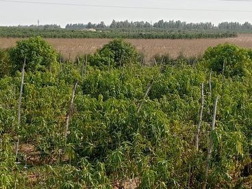 listing-image
