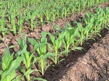 عندي مزرعه للبيع 15فدان ملك عايز ابيعهم بها جميع المرافق والخدمات  كهرباء ومياه