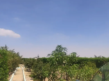 listing-image