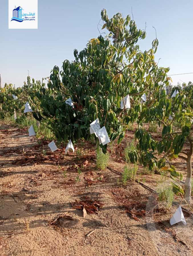 https://aqarmap.com.eg/ar/listing/3873788-for-sale-cairo-alex-cairo-desert-road-mzr-dyn