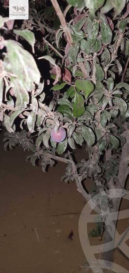 https://aqarmap.com.eg/en/listing/5333217-for-sale-cairo-6th-of-october-hadaeq-october-kmbwnd-fy-hdyq-ktwbr-evergreen