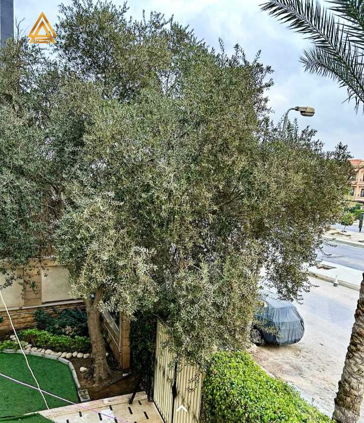https://aqarmap.com.eg/ar/listing/5410793-for-sale-cairo-new-cairo-el-choueifat-al-shouyfat-st